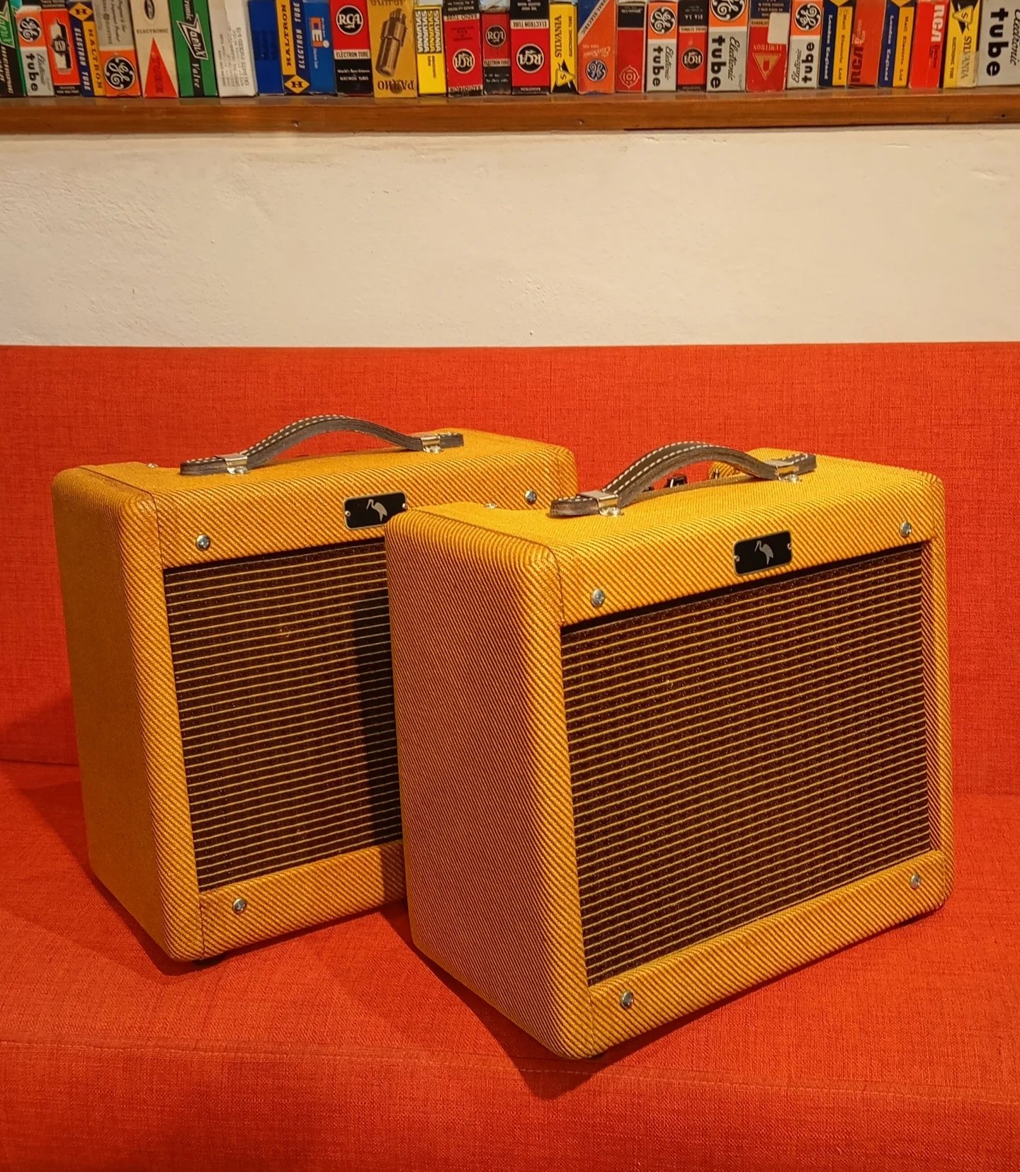GT AMPS CANICHE